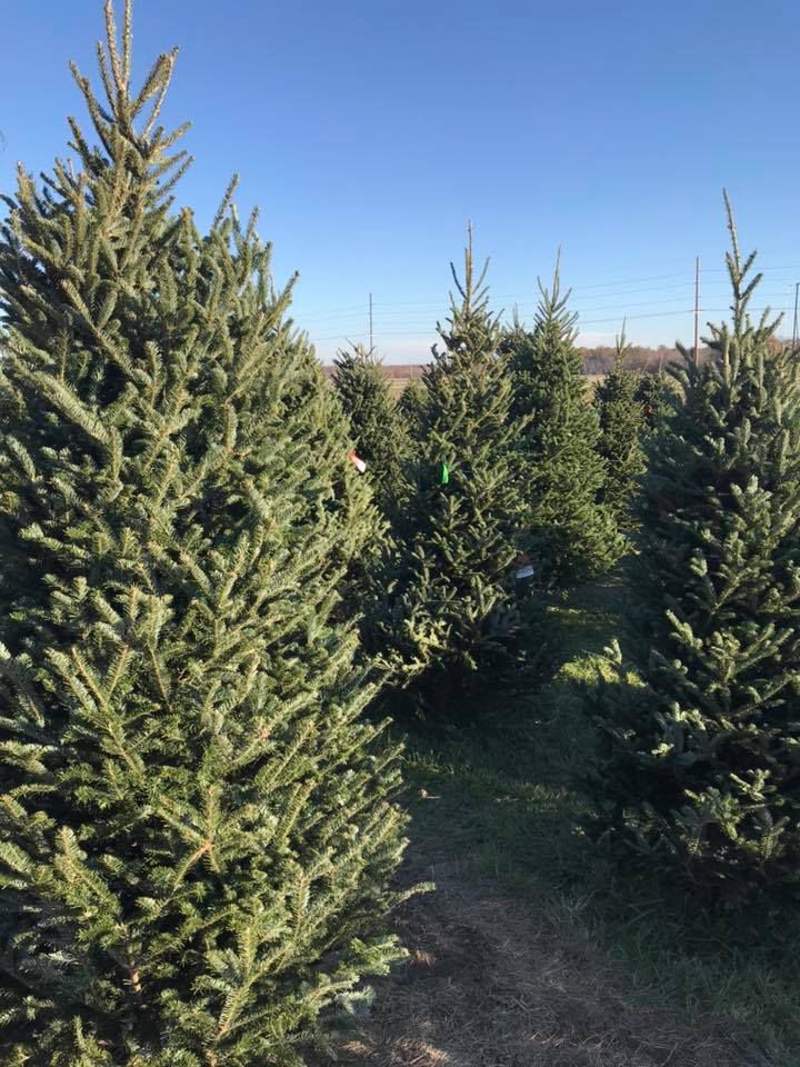 Dahnke's Pine Patch
